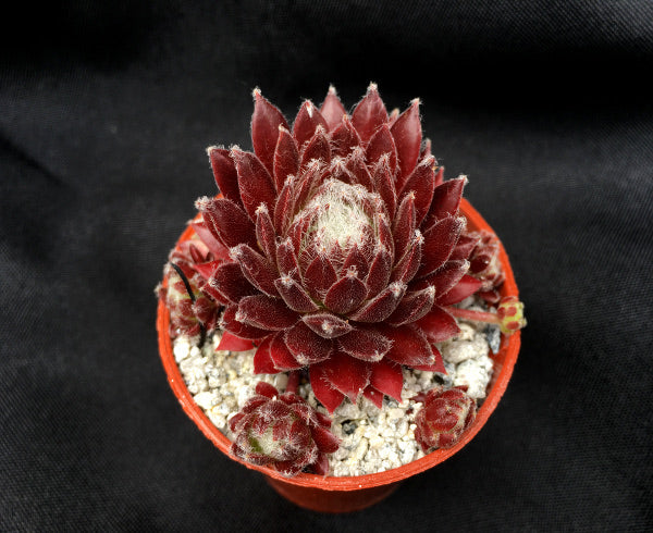 Sempervivum 'Heigham Red'
