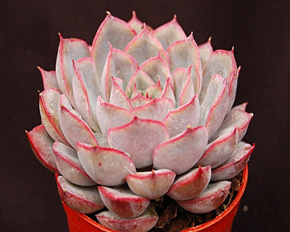 Echeveria 'Hercules'