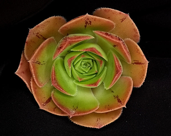 Aeonium hierrense