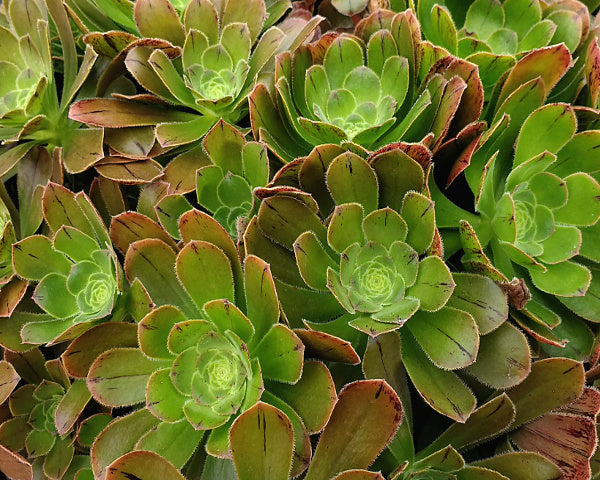 Aeonium arboreum v. holochrysum