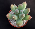Pachyphytum hookeri