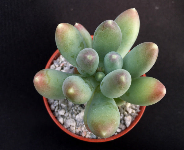 Pachyphytum hookeri
