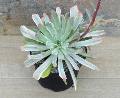 Echeveria hoveyi variegata