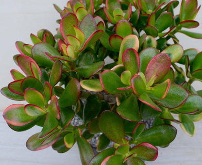 Crassula 'Hummel's Sunset'