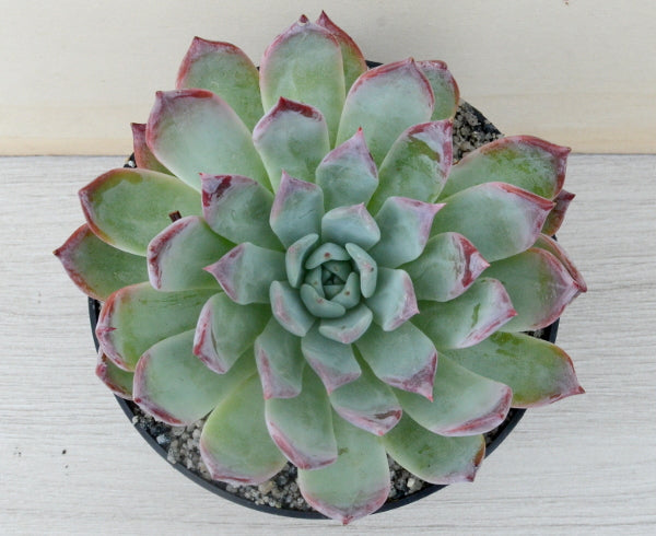 Echeveria 'Humming Bird'