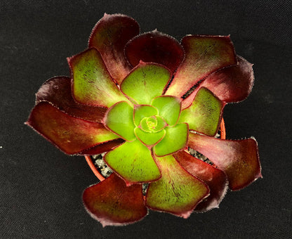 Aeonium 'Ice Warrior'