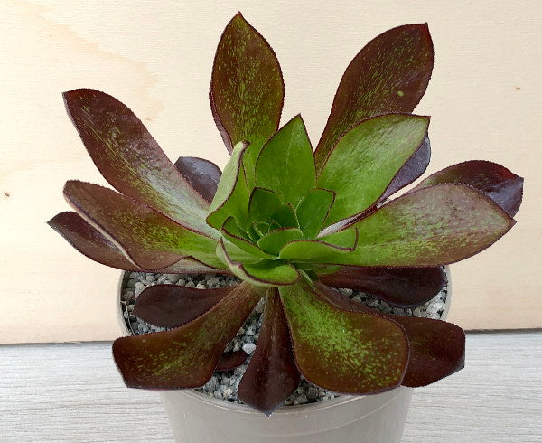 Aeonium 'Ice Warrior'