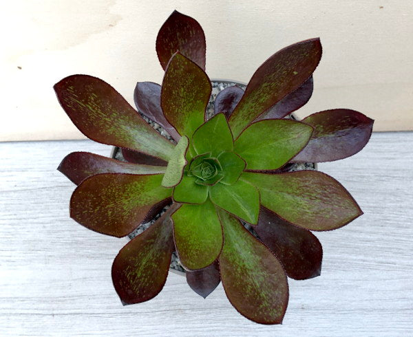 Aeonium 'Ice Warrior'