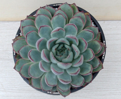 Echeveria 'Ileene'