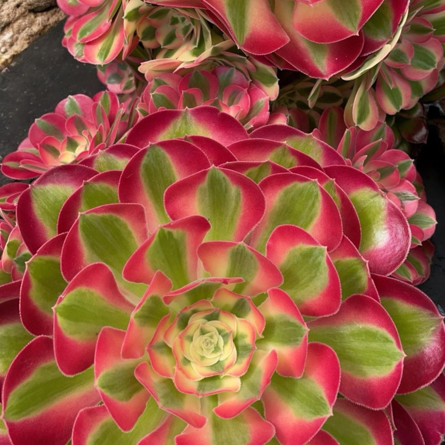 Aeonium 'Pink Witch'