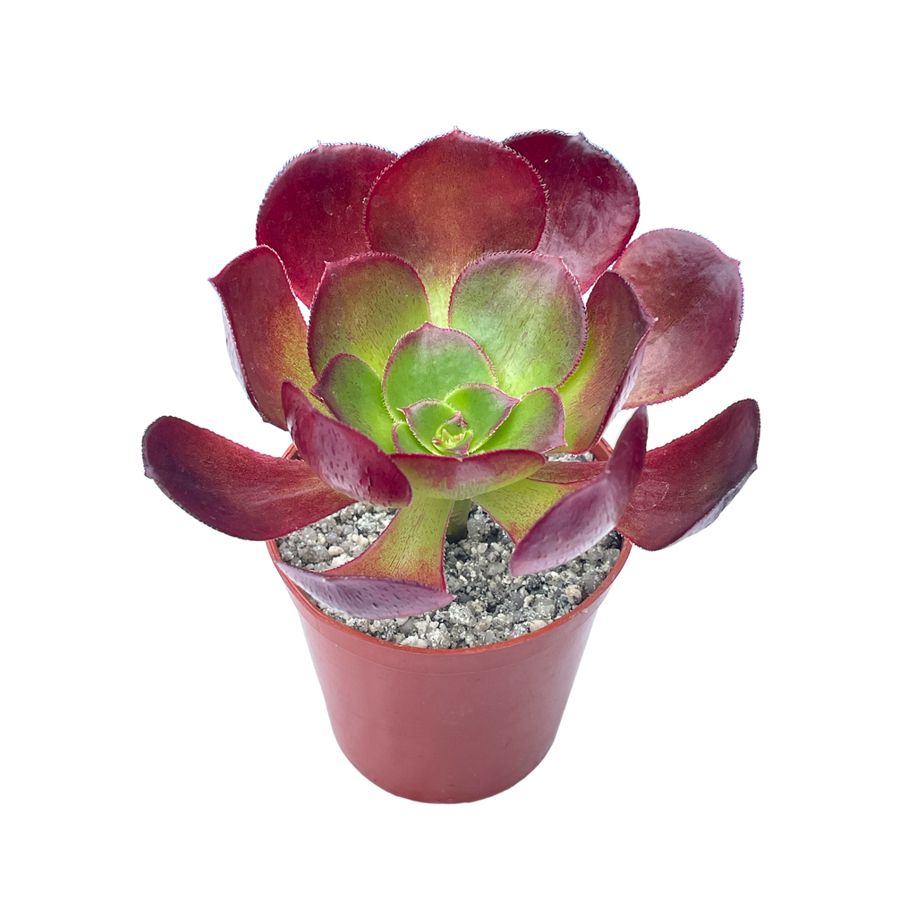 Aeonium 'Ice Warrior'