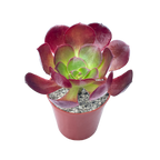 Aeonium 'Ice Warrior'