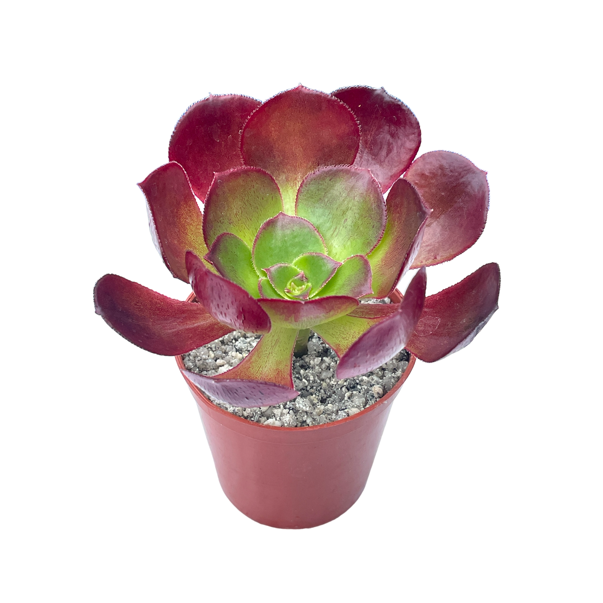 Aeonium 'Ice Warrior'