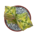 Crassula perforata variegata