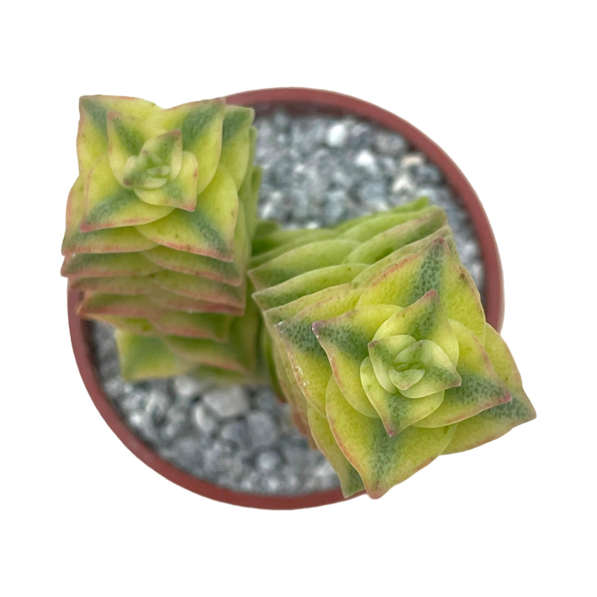 Crassula perforata variegata