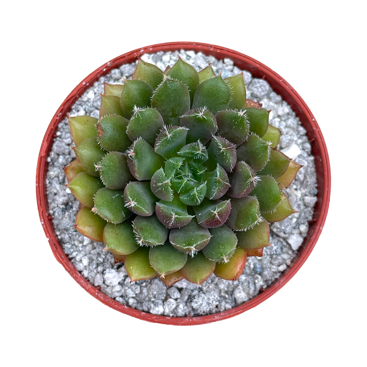 Echeveria 'Scorpio'