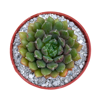 Echeveria 'Scorpio'