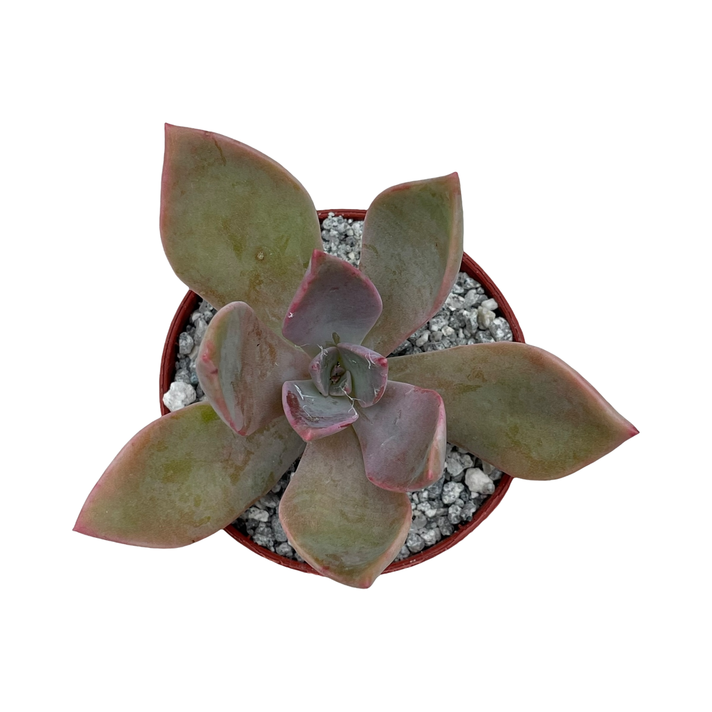 x Graptoveria 'Douglas Huth'