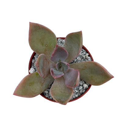 x Graptoveria 'Douglas Huth'