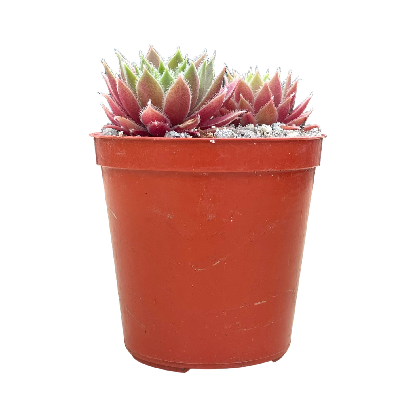 Sempervivum 'Irazu'