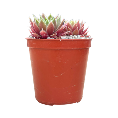 Sempervivum 'Irazu'