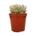 Echeveria derenbergii x derosa