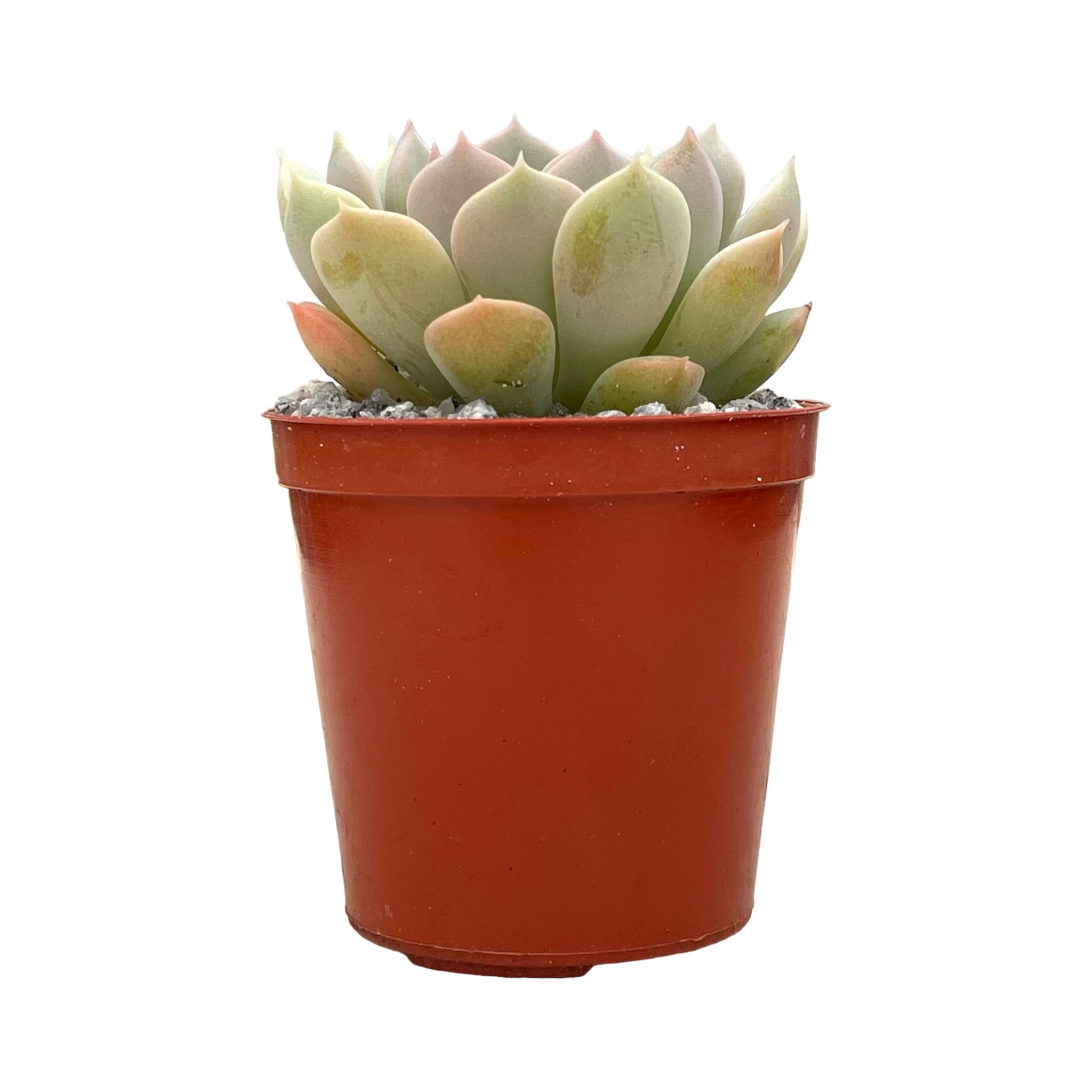 Echeveria derenbergii x derosa