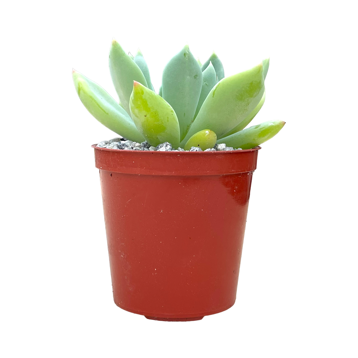 Echeveria 'Draco'