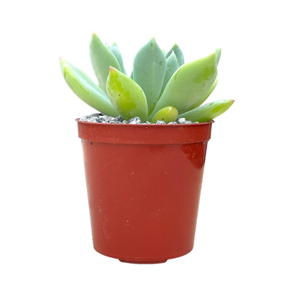 Echeveria 'Draco'