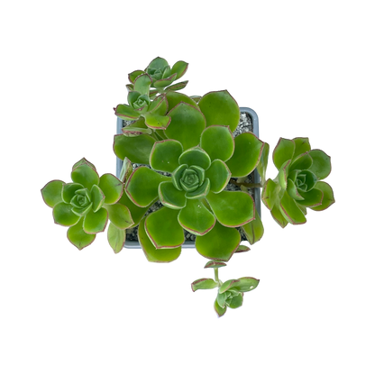 Aeonium volkerii