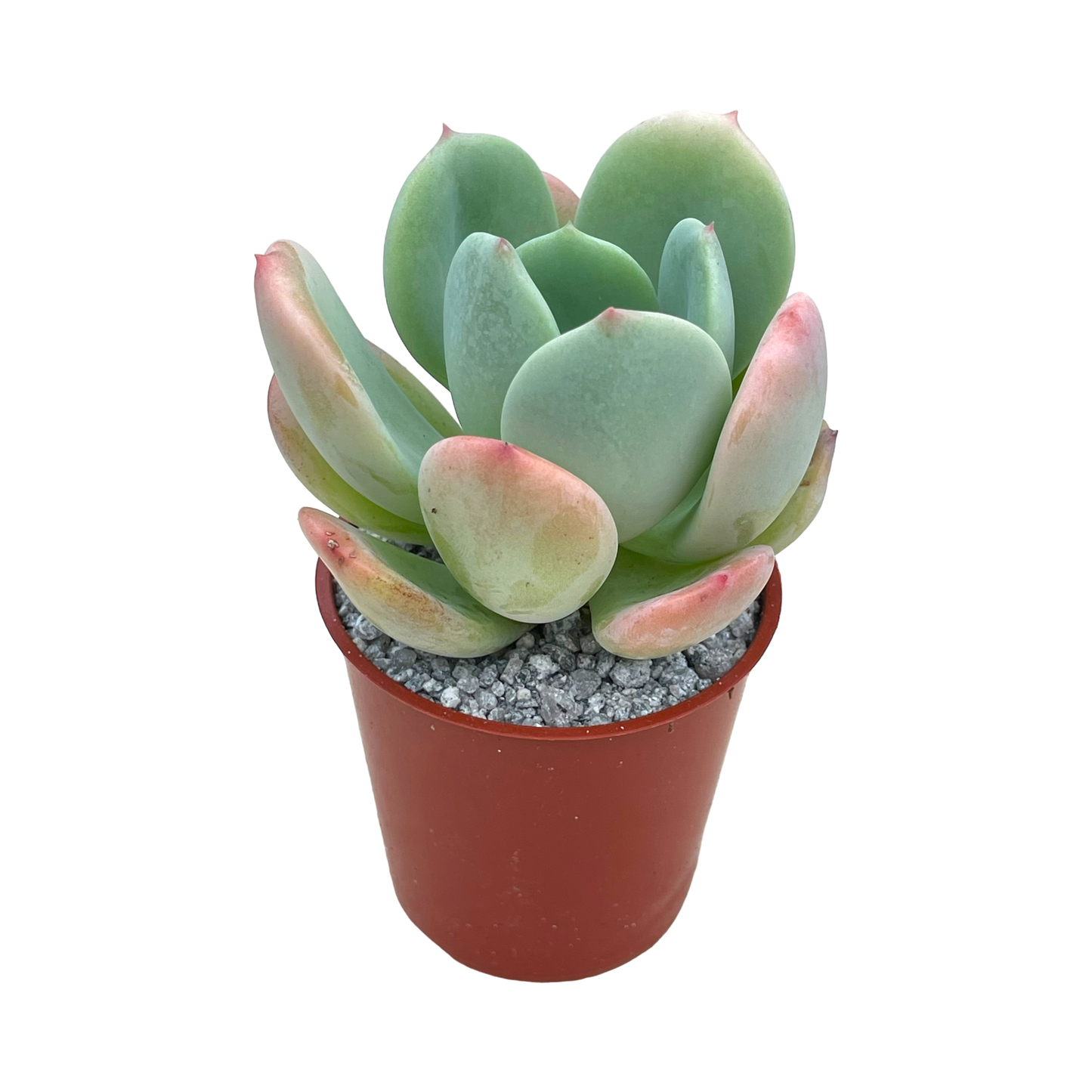 Echeveria 'Venus'