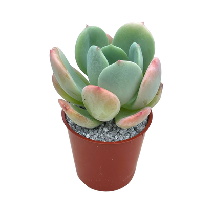 Echeveria 'Venus'