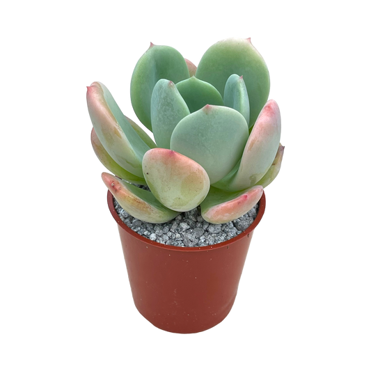 Echeveria 'Venus'