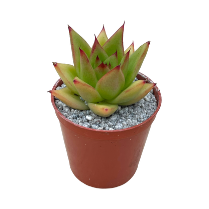 Echeveria agavoides 'Red Edge'