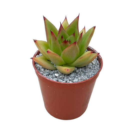 Echeveria agavoides 'Red Edge'