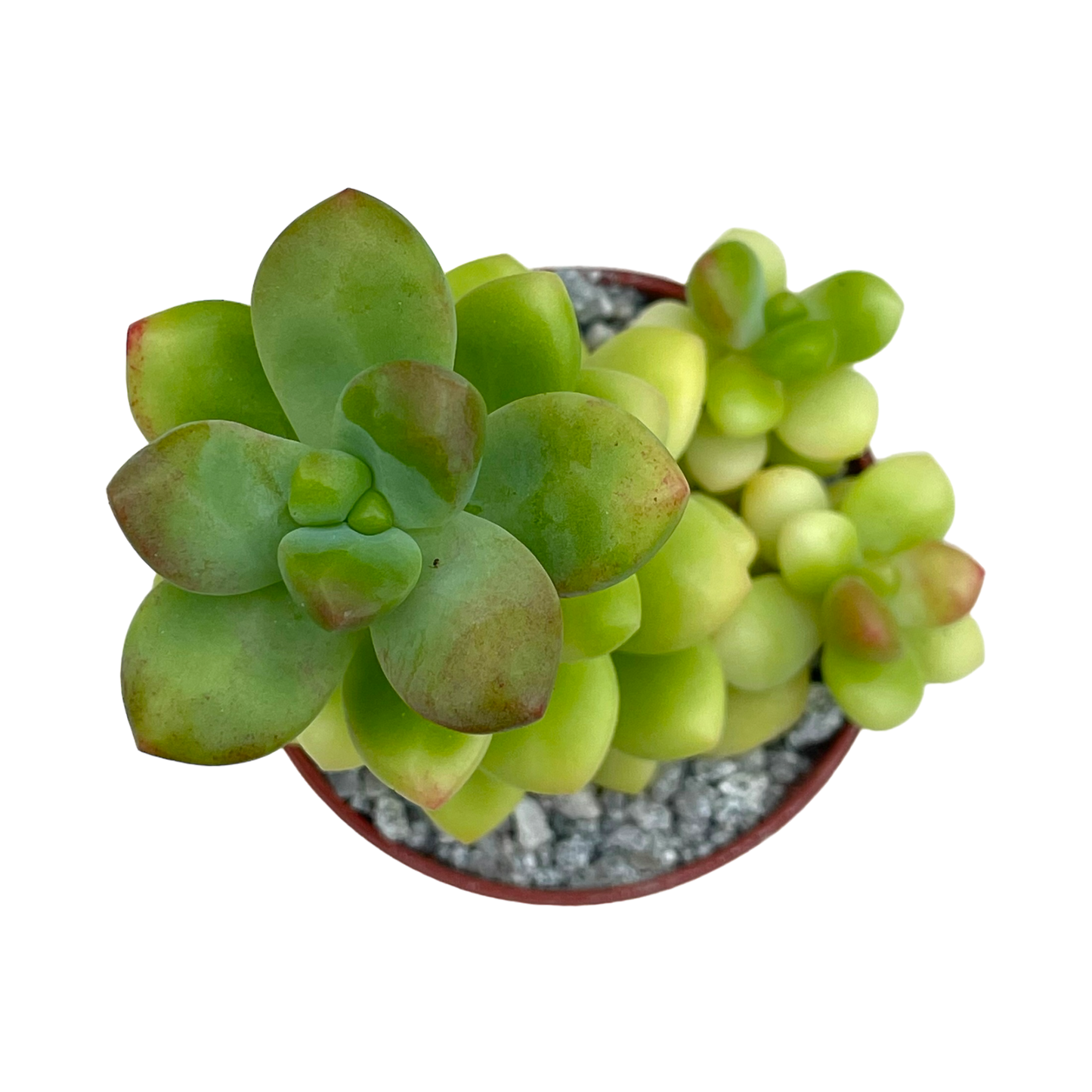 Sedum 'Sandra Mottram'