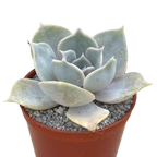 Echeveria lilacina