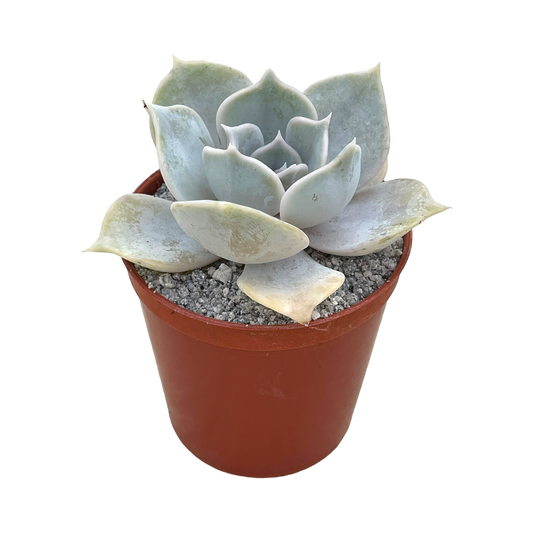 Echeveria lilacina