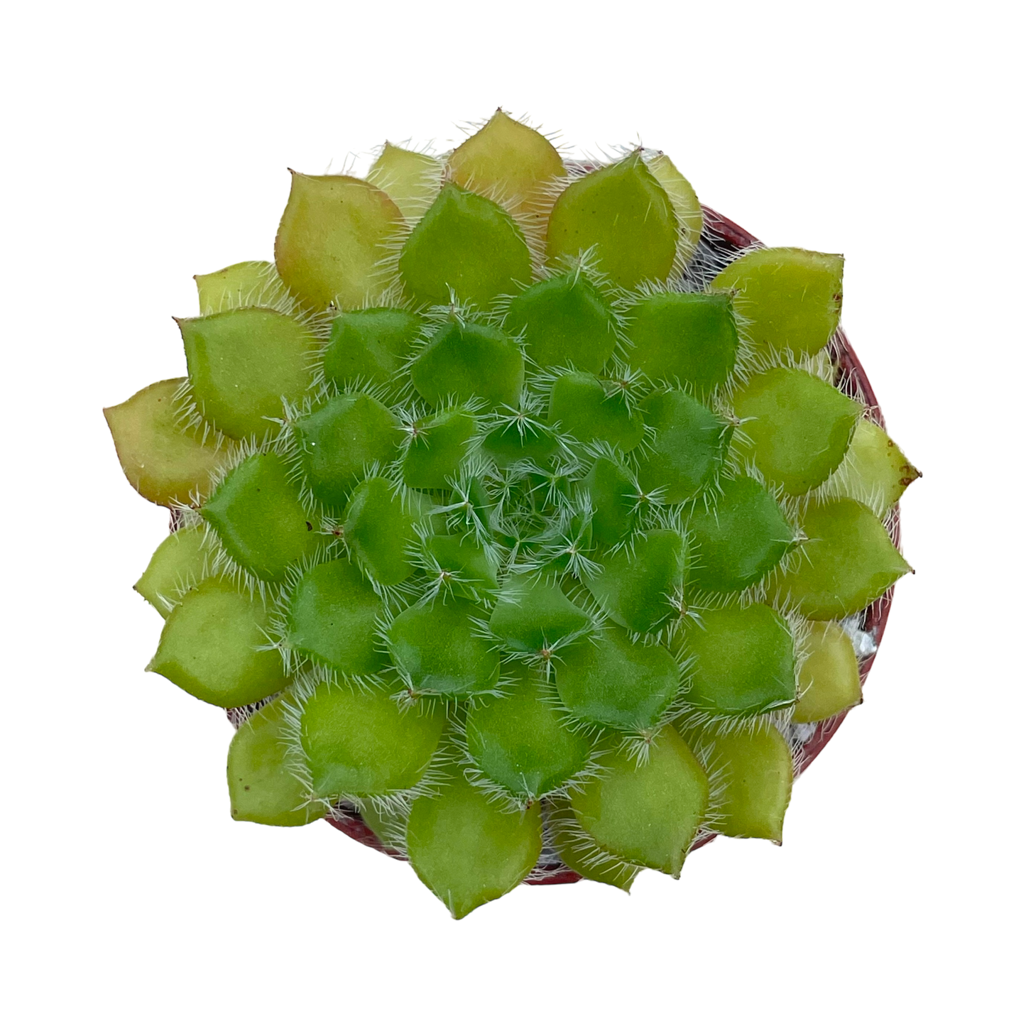 Echeveria setosa var. ciliata