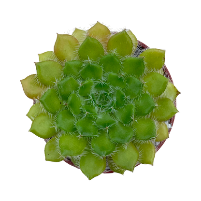 Echeveria setosa var. ciliata