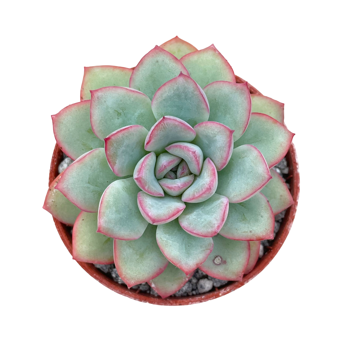 Echeveria 'Apus'