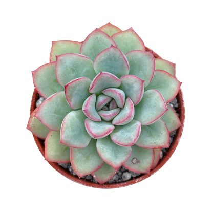 Echeveria 'Apus'