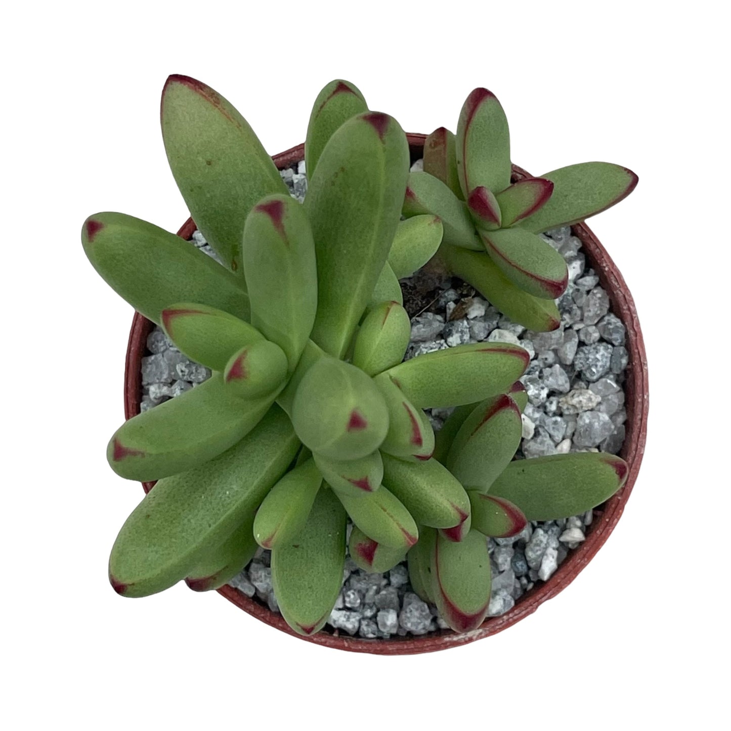 Crassula nudicaulis var. herrei