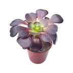 Aeonium 'Cyclops'