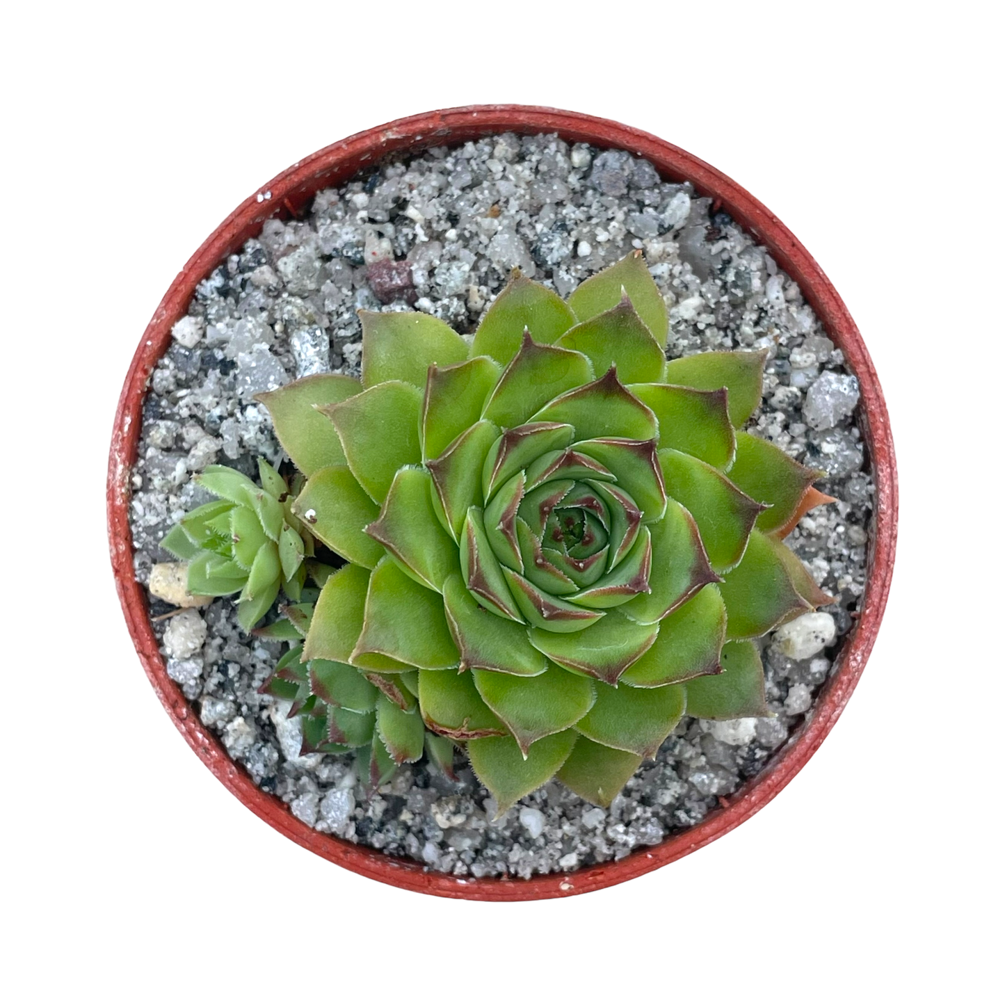 Sempervivum 'Brown Owl'