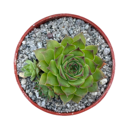 Sempervivum 'Brown Owl'