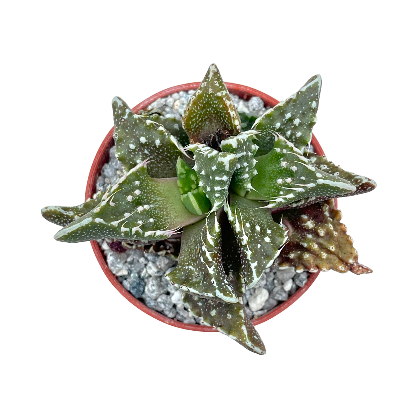 Faucaria tuberculosa