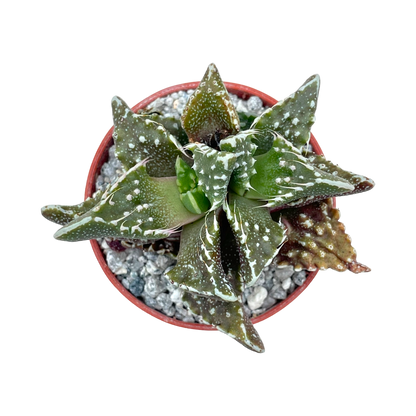 Faucaria tuberculosa