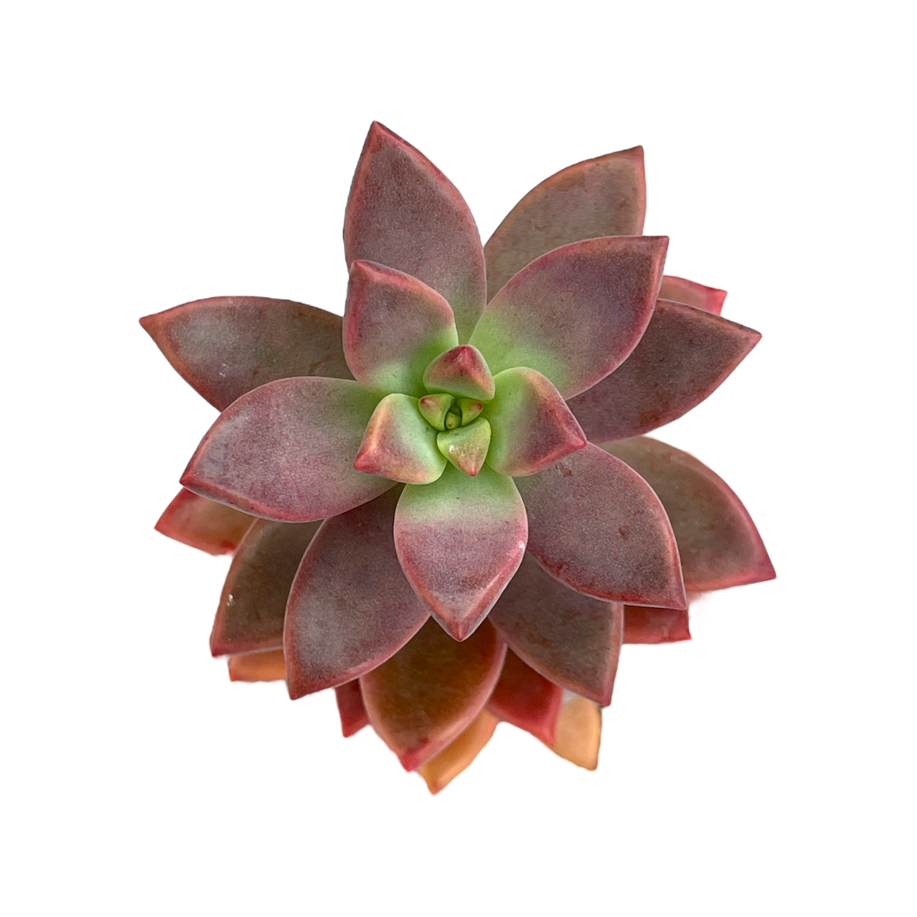 x Graptosedum 'Alpenglow'