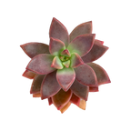 x Graptosedum 'Alpenglow'